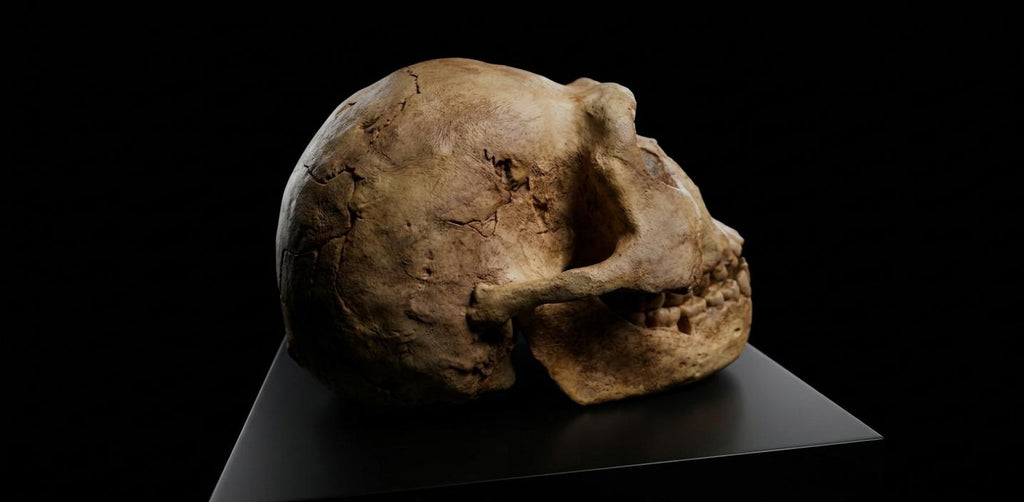 Australopithecus Africanus Skull Replica 1/1