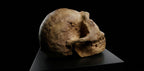 Australopithecus Africanus Skull Replica 1/1