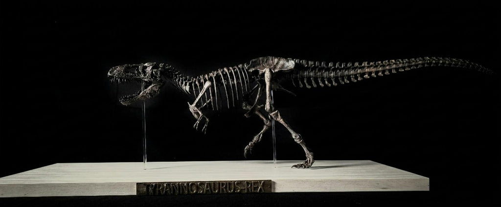 Tyrannosaurus Rex Skeleton Replica 60cm