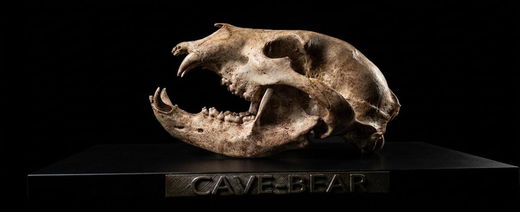 Orso Delle Caverne - Skull Replica 40 cm