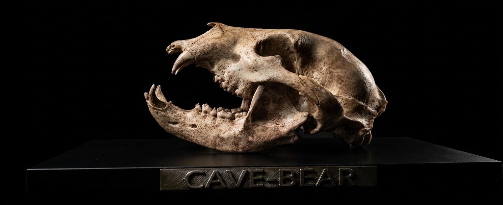 Orso Delle Caverne - Skull Replica 40 cm