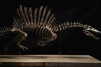 Spinosaurus Aegyptiacus “Swim” | Replica Scheletro Posa Natatoria  (85 cm)