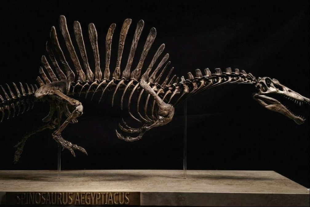 Spinosaurus Aegyptiacus “Swim” | Replica Scheletro Posa Natatoria  (85 cm)