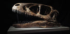 Deinonychus Skull Replica 40 cm