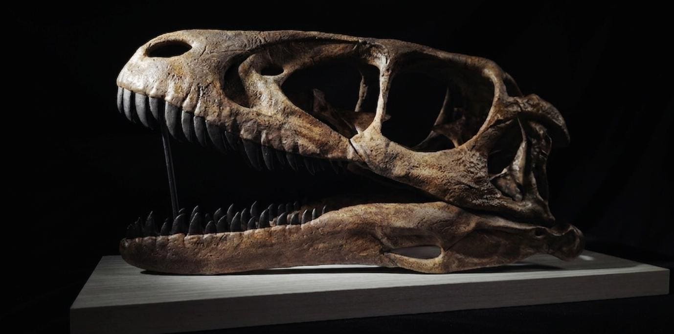 Deinonychus Skull Replica 40 cm
