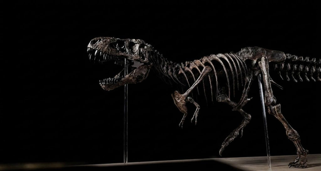 Tyrannosaurus Rex Skeleton Replica 60cm