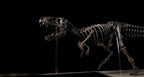 Tyrannosaurus Rex Skeleton Replica 60cm