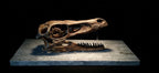 Velociraptor Skull Fossil Replica 25cm
