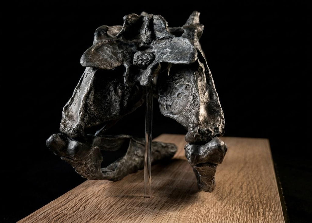 CERATOSAURUS Skull Replica 40 cm