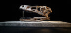 Velociraptor Skull Fossil Replica 25cm