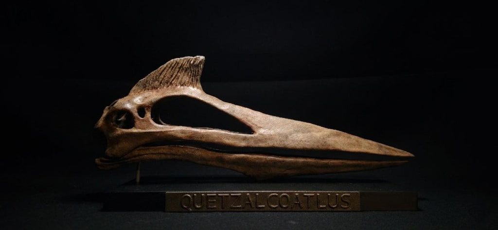 Quetzalcoatlus Skull Replica 30 cm