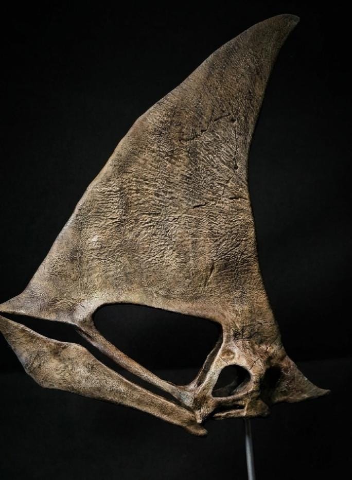 Caiuajara Skull Replica | Museum 30 cm