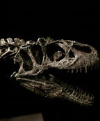 Running Allosaurus Skeleton 85cm
