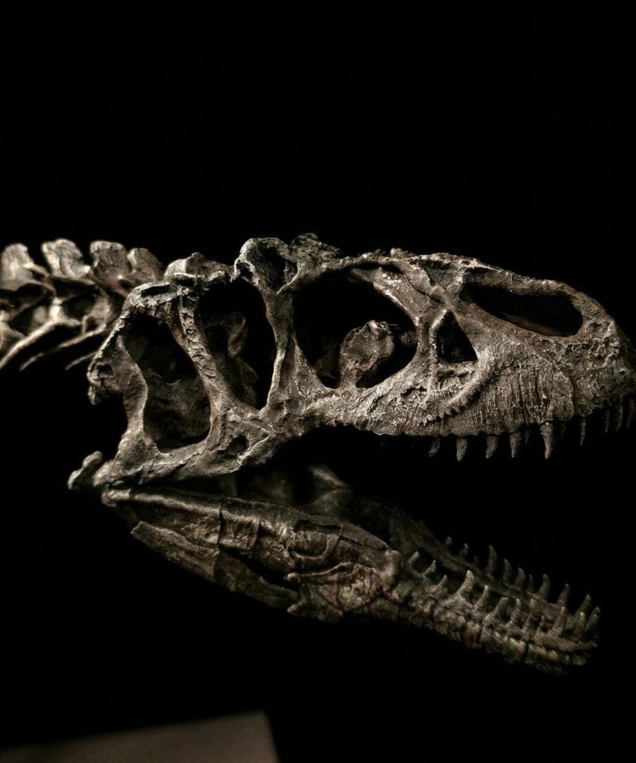 Running Allosaurus Skeleton 85cm