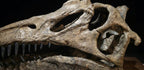 Spinosaurus Skull Replica 40cm