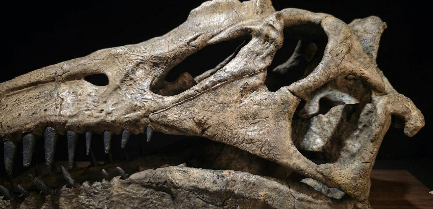 Spinosaurus Skull Replica 40cm