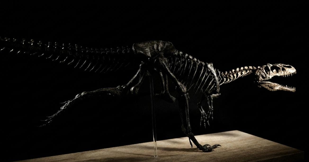 Running Allosaurus Skeleton 85cm