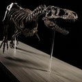 Tyrannosaurus Rex Skeleton Replica 60cm