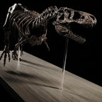 Tyrannosaurus Rex Skeleton Replica 60cm