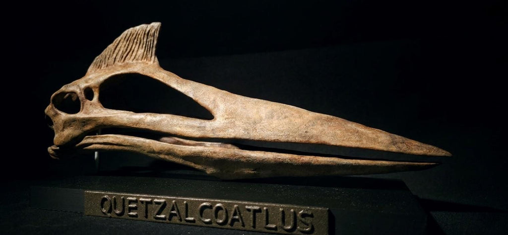 Quetzalcoatlus Skull Replica 30 cm