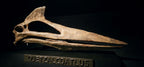 Quetzalcoatlus Skull Replica 30 cm