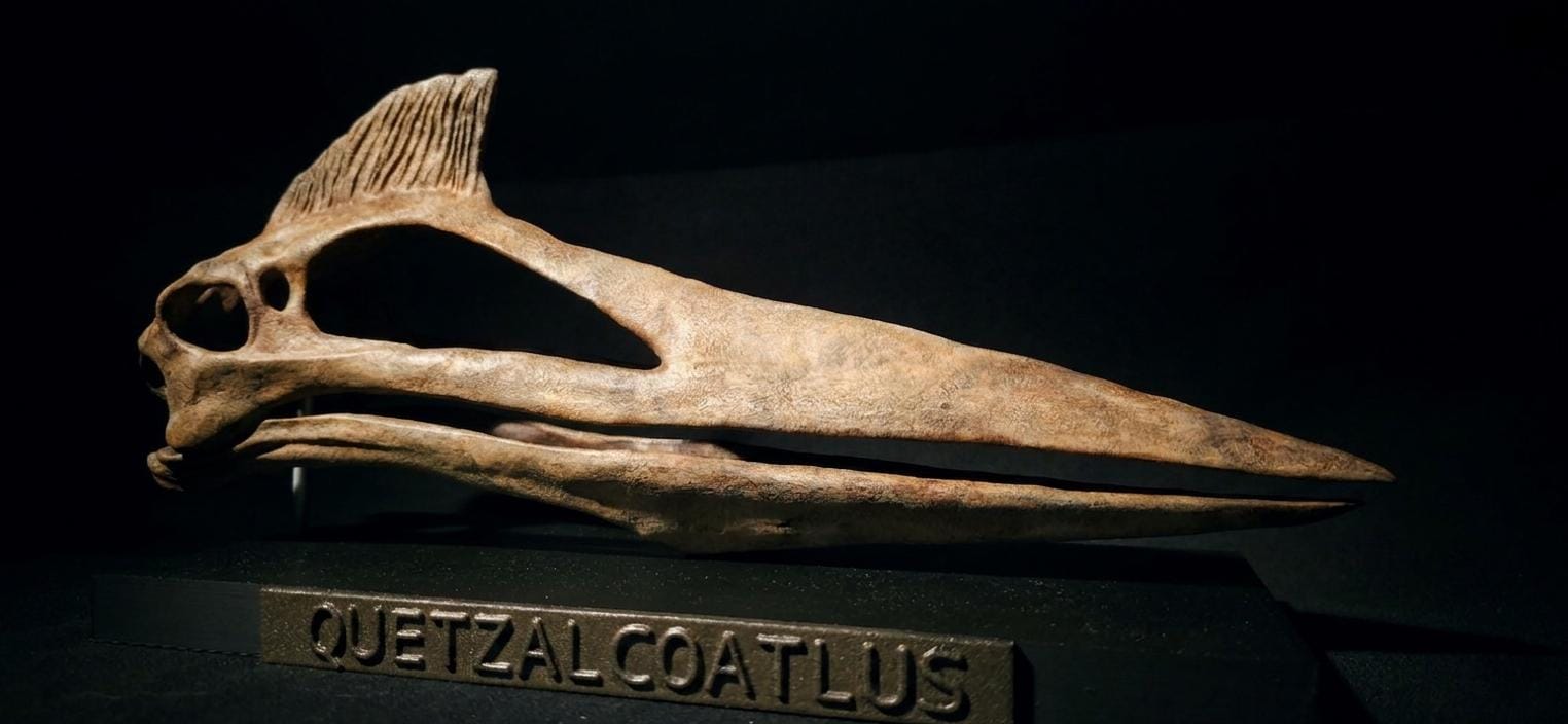 Quetzalcoatlus Skull Replica 30 cm
