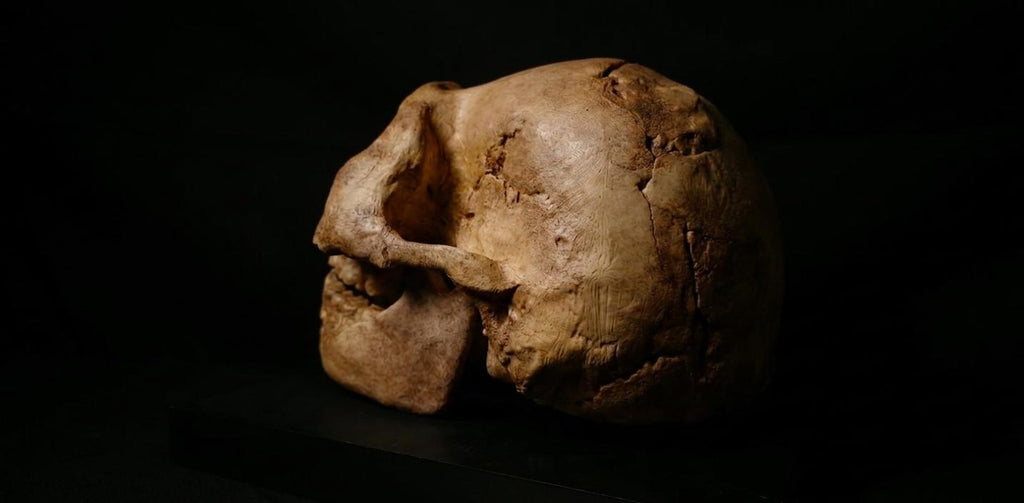 Australopithecus Africanus Skull Replica 1/1