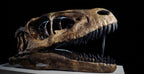 Deinonychus Skull Replica 40 cm