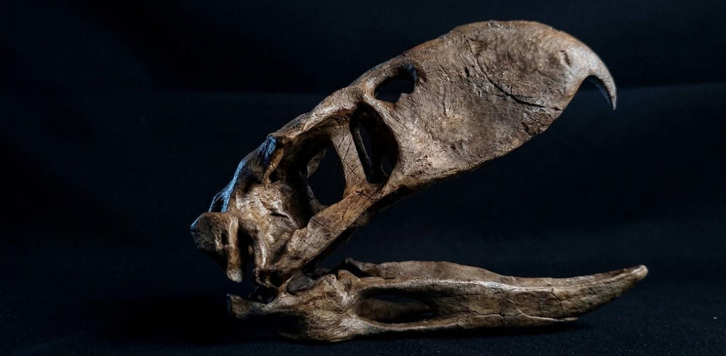 Terror Bird Skull Replica 22 cm