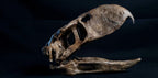 Terror Bird Skull Replica 22 cm