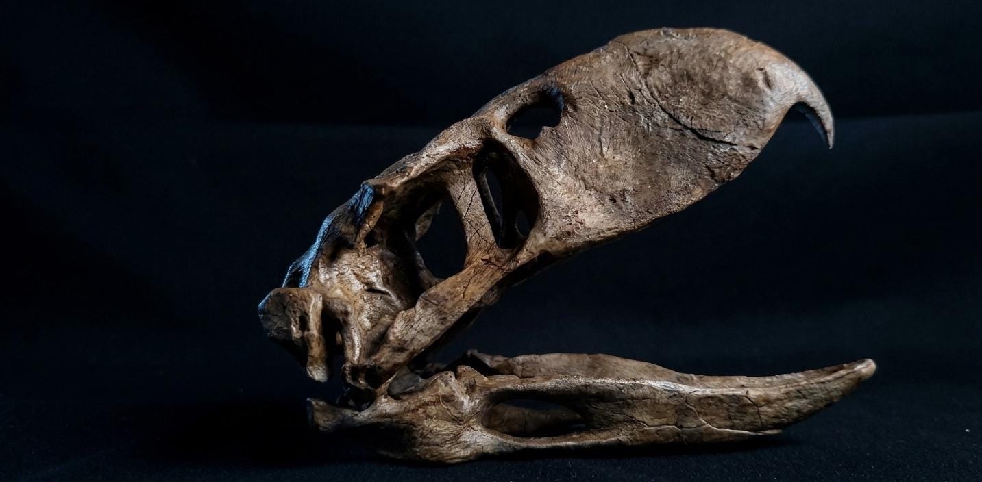 Terror Bird Skull Replica 22 cm
