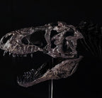 Tyrannosaurus Rex Skeleton Replica 60cm
