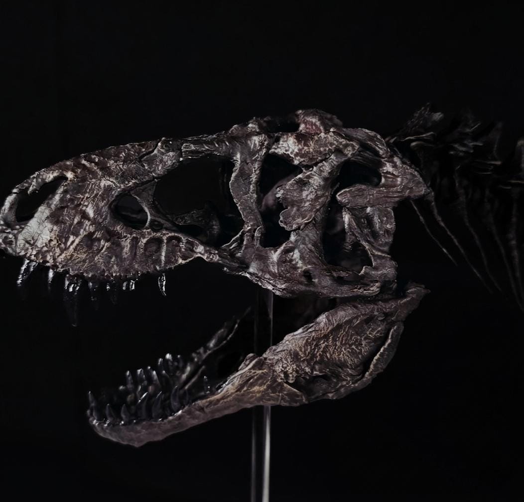 Tyrannosaurus Rex Skeleton Replica 60cm