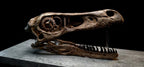 Velociraptor Skull Fossil Replica 25cm