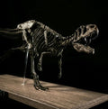 Running Allosaurus Skeleton 85cm