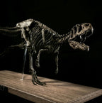 Running Allosaurus Skeleton 85cm