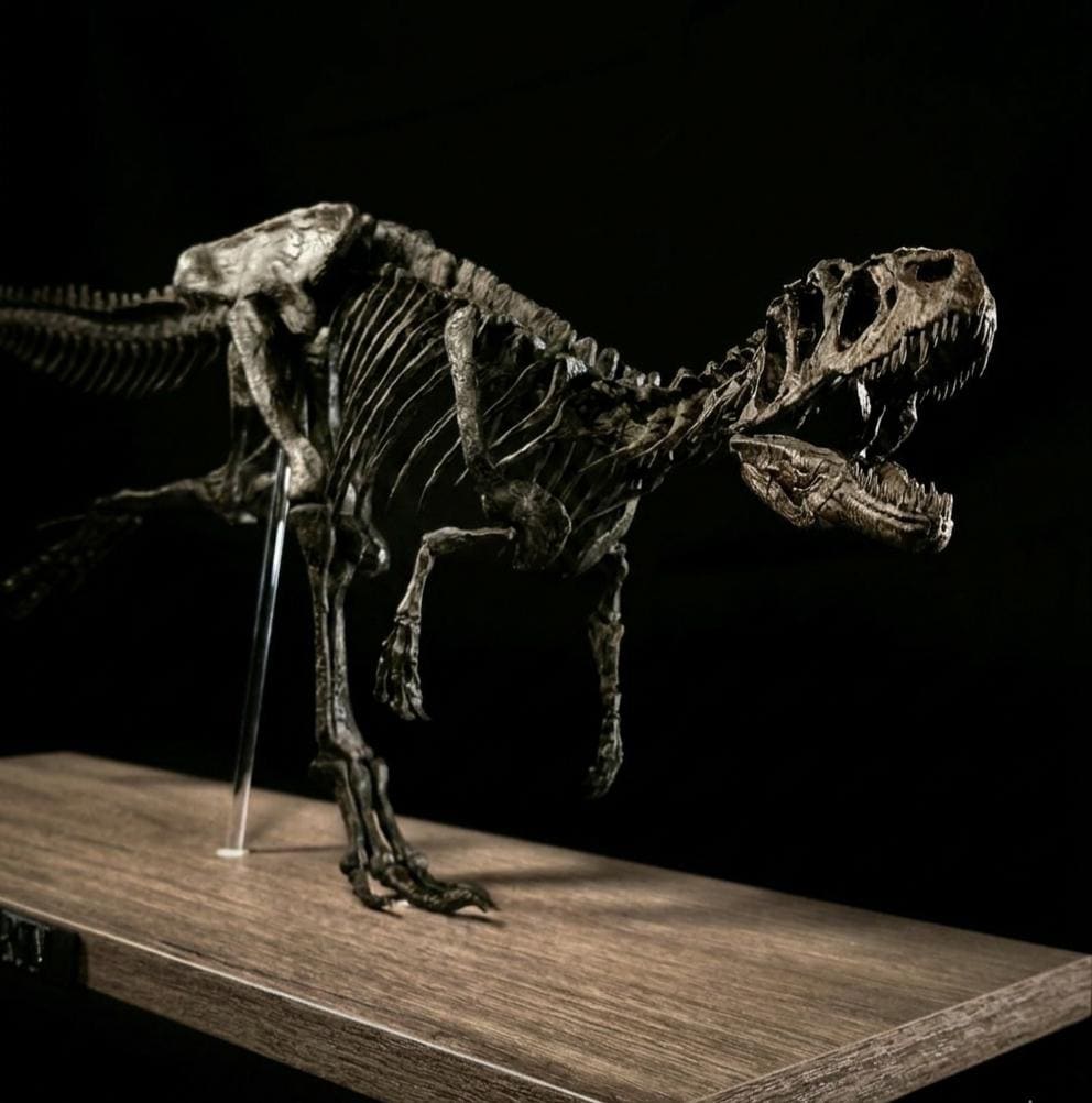 Running Allosaurus Skeleton 85cm