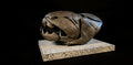 Dunkleosteus Skull Fossil Replica 20 cm