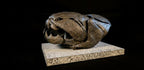 Dunkleosteus Skull Fossil Replica 20 cm