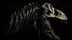 T-Rex “Tristan Otto” | Replica Cranio (30 cm)