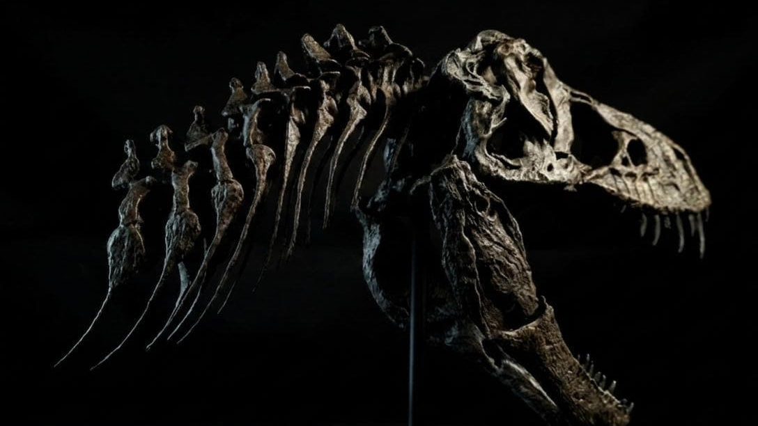 T-Rex “Tristan Otto” | Replica Cranio (30 cm)