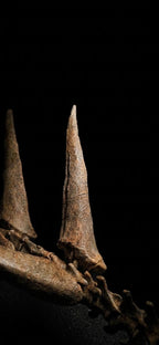 Stegosaurus Tail Replica 22cm