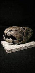 Dunkleosteus Skull Fossil Replica 20 cm