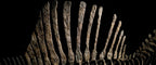 Massive 85cm Spinosaurus Skeleton Replica