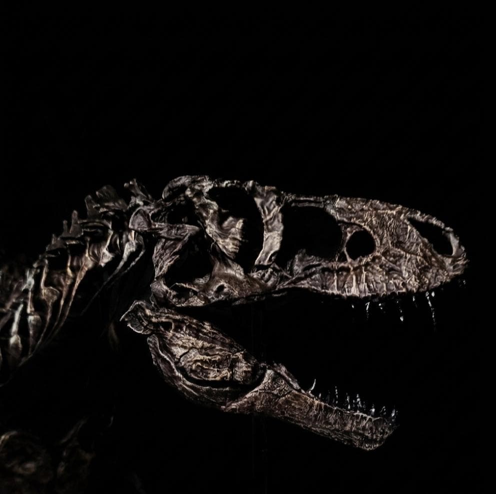 Tyrannosaurus Rex Skeleton Replica 60cm