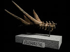 Stegosaurus Tail Replica 22cm