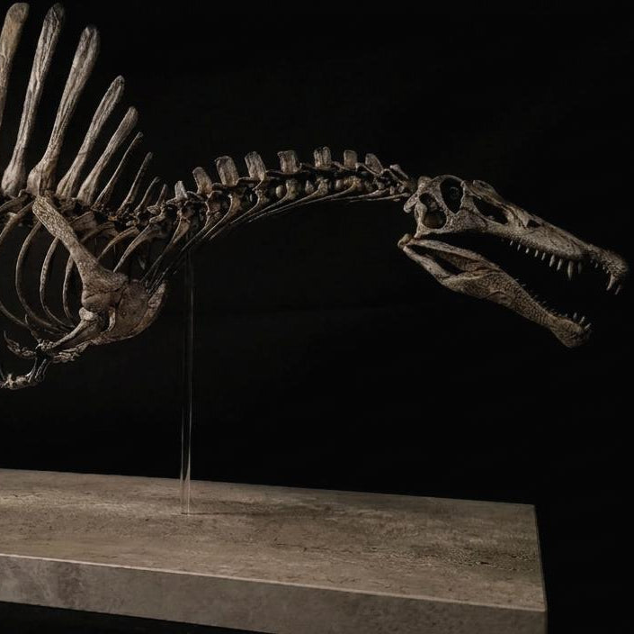 Spinosaurus Aegyptiacus “Swim” | Replica Scheletro Posa Natatoria  (85 cm)