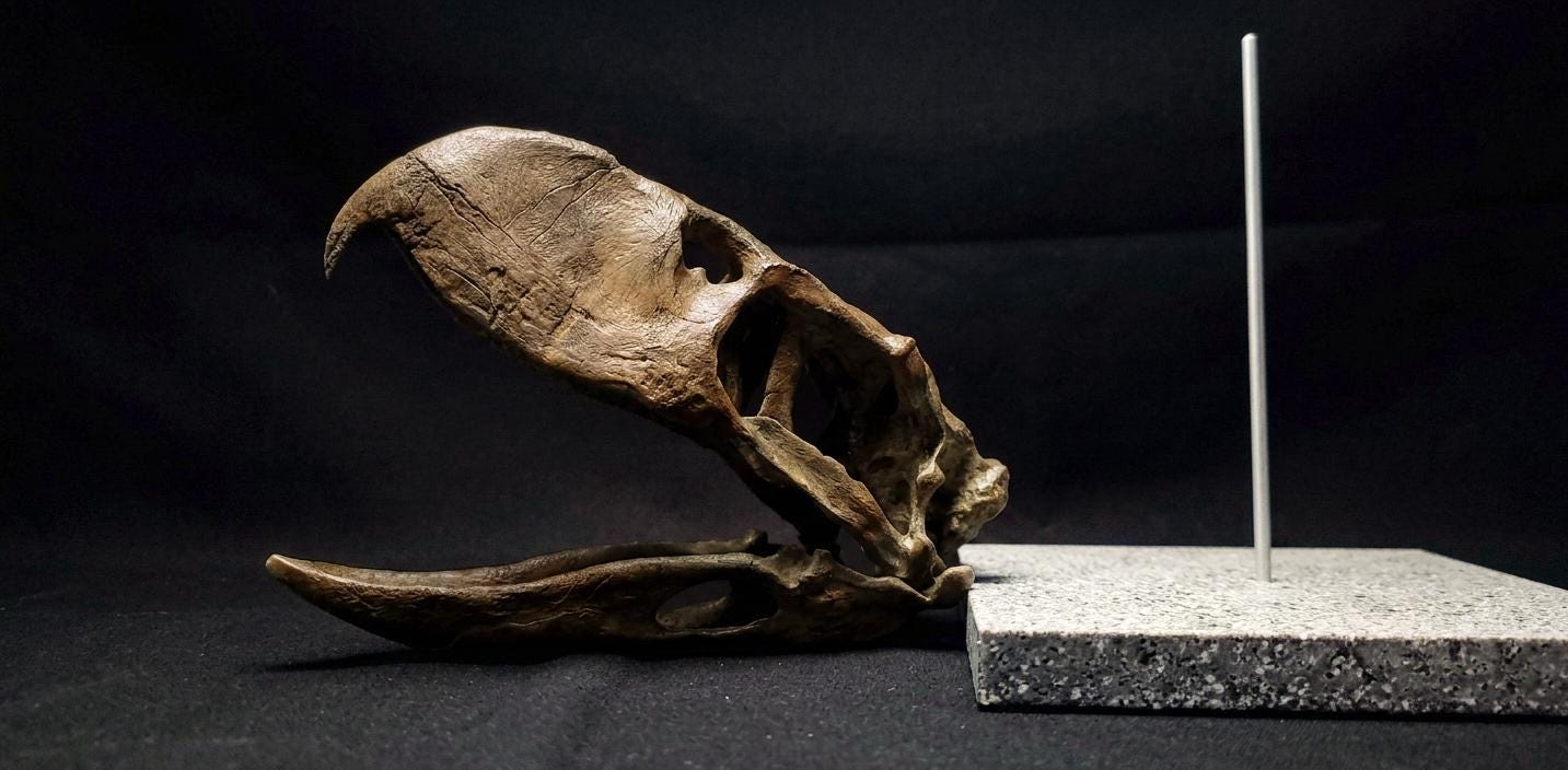 Terror Bird Skull Replica 22 cm