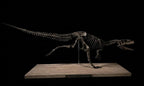 Running Allosaurus Skeleton 85cm