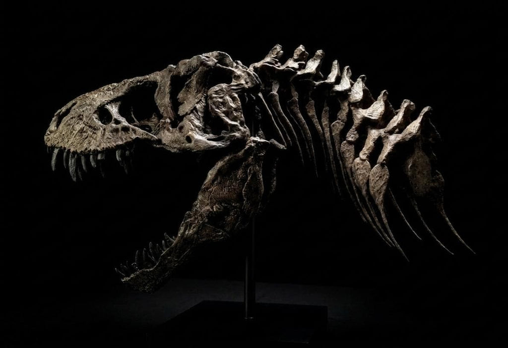 T-Rex “Tristan Otto” | Replica Cranio (30 cm)
